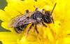 Andrena sp.